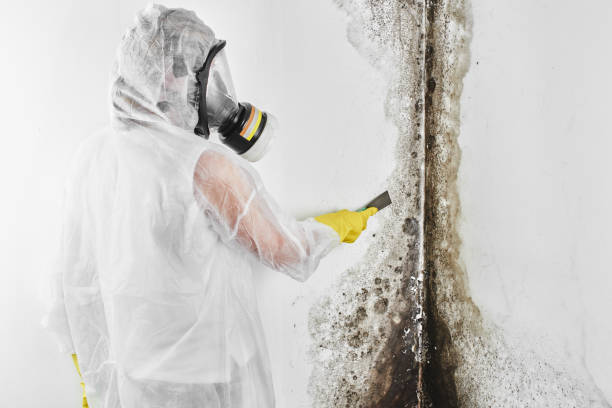 Mold Removal Process in Warm Springs, OR