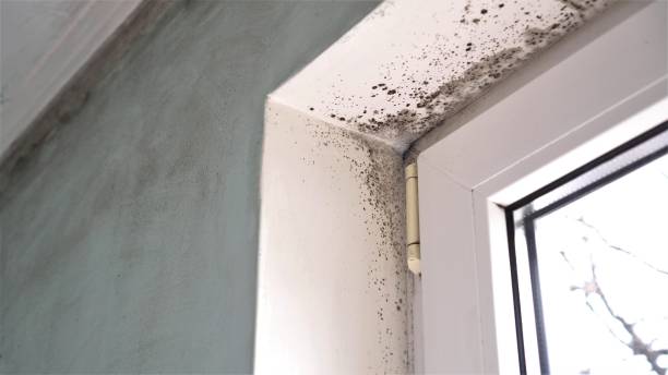 Best Mold Testing  in Warm Springs, OR