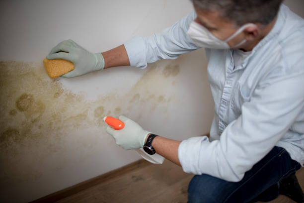 Best Affordable Mold Removal  in Warm Springs, OR