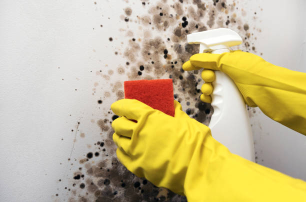 Best Attic Mold Removal  in Warm Springs, OR